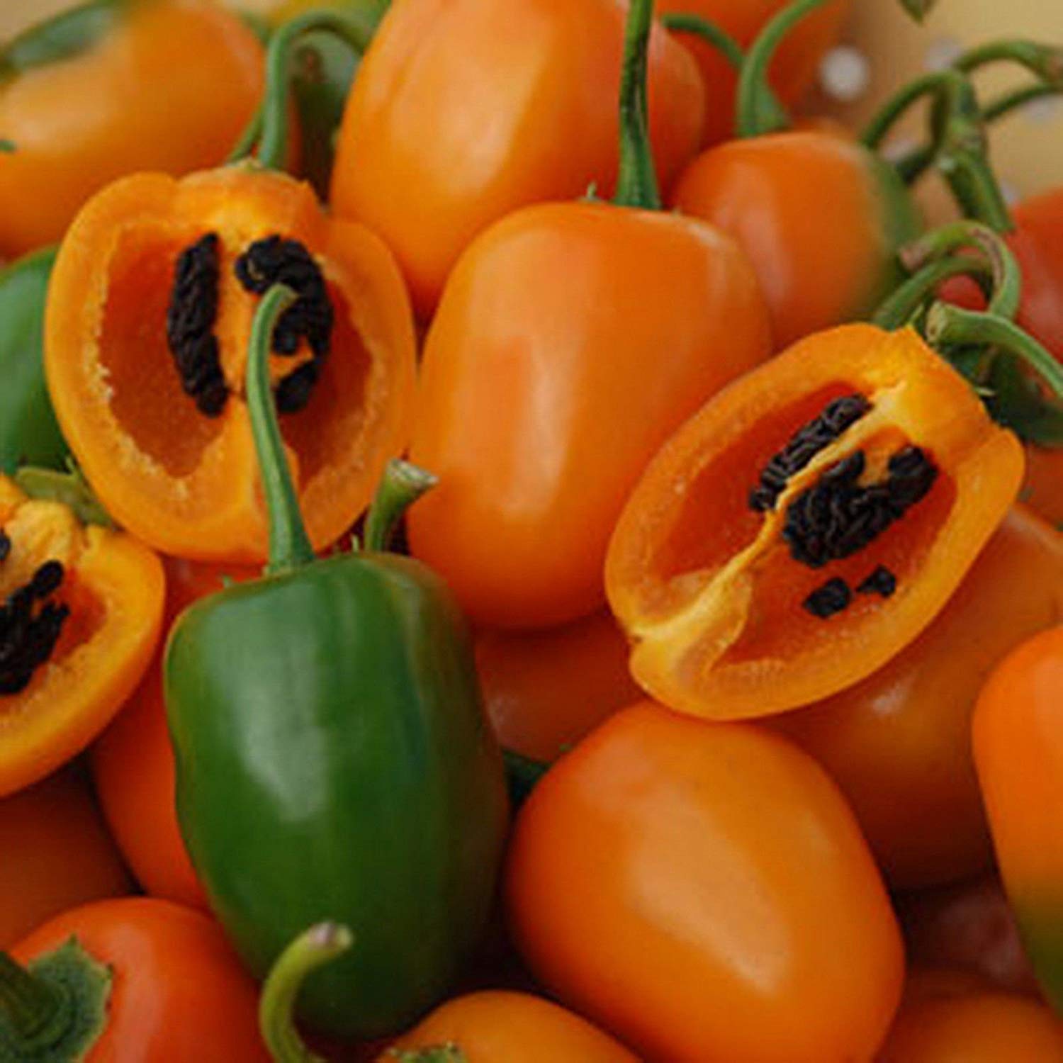 Orange Manzano Rocoto pepper plant grown from seeds with round, bright orange hot peppers